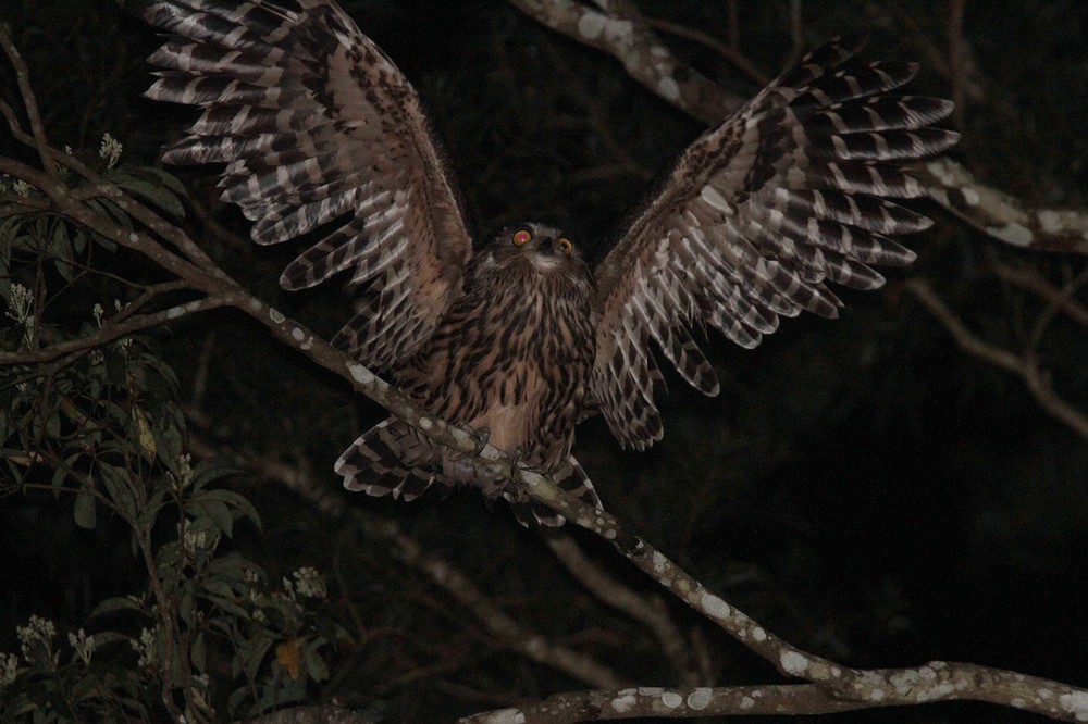 由展開的雙翅可以看出正在換羽中的黃魚鴞
